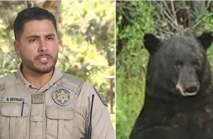 Florida Man Ripped Apart by Black Bear Near His Home (Photo: ABC News/YouTube)