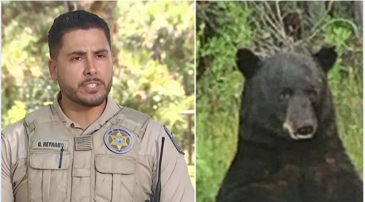 Florida Man Ripped Apart by Black Bear Near His Home (Photo: ABC News/YouTube)