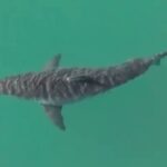 Great White Shark Spotted Off NY!