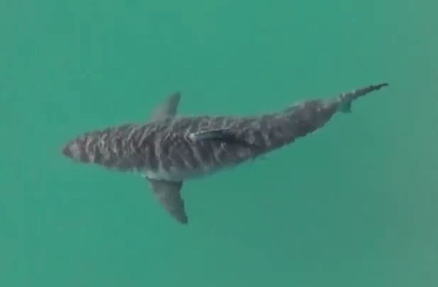 Great White Shark Spotted Off NY!