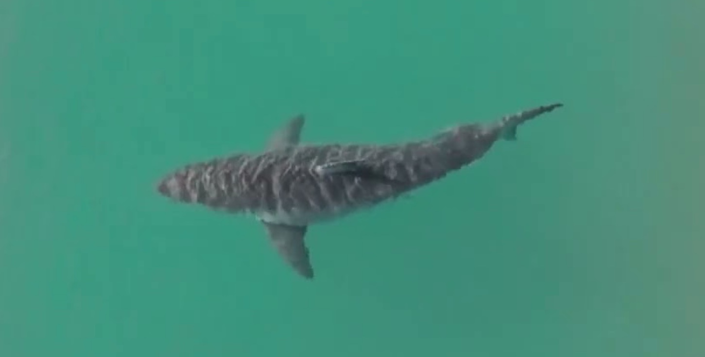 Great White Shark Spotted Off NY!
