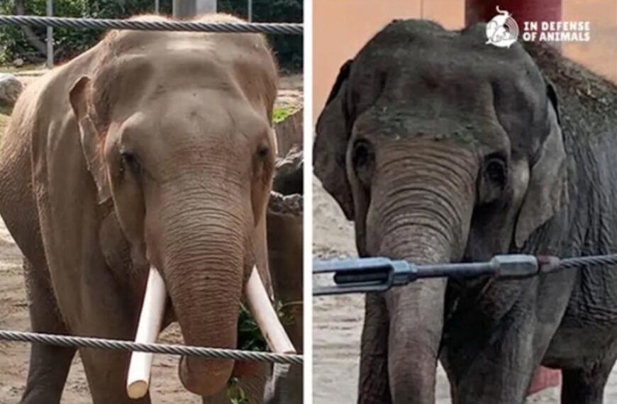 LA Zoo Elephants Moved Secretly to Tulsa in Early Morning Hours (Photo: FOX11 Los Angeles/YouTube)