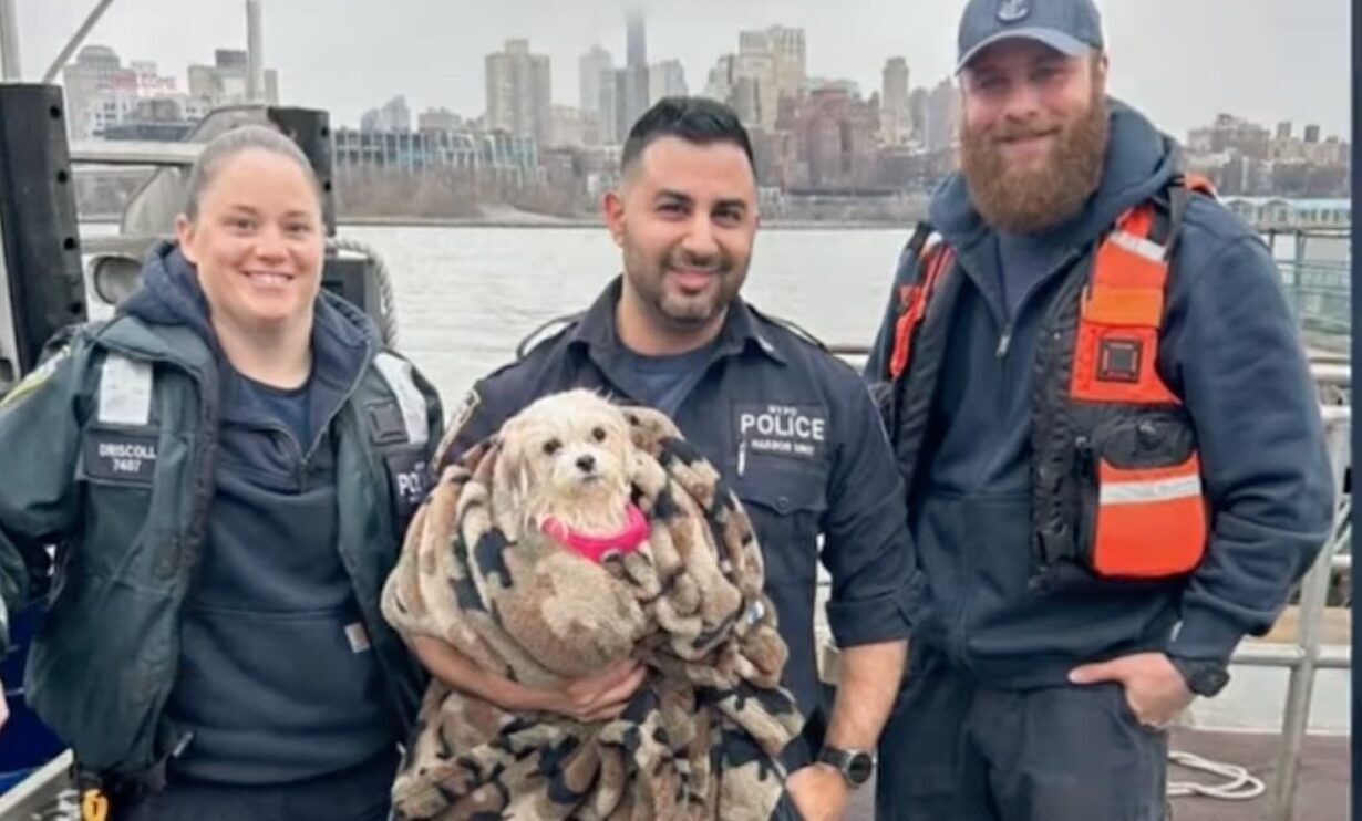 NYPD Officer Saves Little Dog from East River, Then Adopts Her (Photo: CBS New York/YouTube)