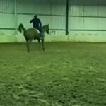 Shocking Video Shows Olympic Rider Whipping Horse 40 Times (Photo: Milestone Equestrian/YouTube)