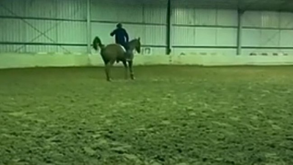 Shocking Video Shows Olympic Rider Whipping Horse 40 Times (Photo: Milestone Equestrian/YouTube)