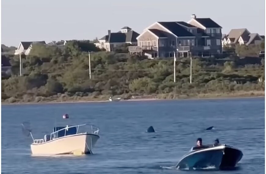 20-Foot Shark Spotted in Rhode Island, Shocks Local Diners (Photo: CBS Boston/YouTube)