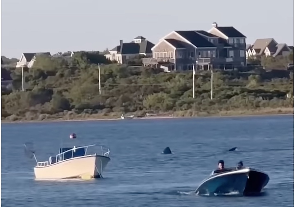 20-Foot Shark Spotted in Rhode Island, Shocks Local Diners (Photo: CBS Boston/YouTube)