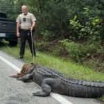 400-Pound Alligator Found Lounging on North Carolina Road (Photo: Onslow County Sheriff's Office)