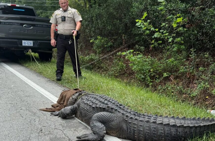 400-Pound Alligator Found Lounging on North Carolina Road (Photo: Onslow County Sheriff's Office)