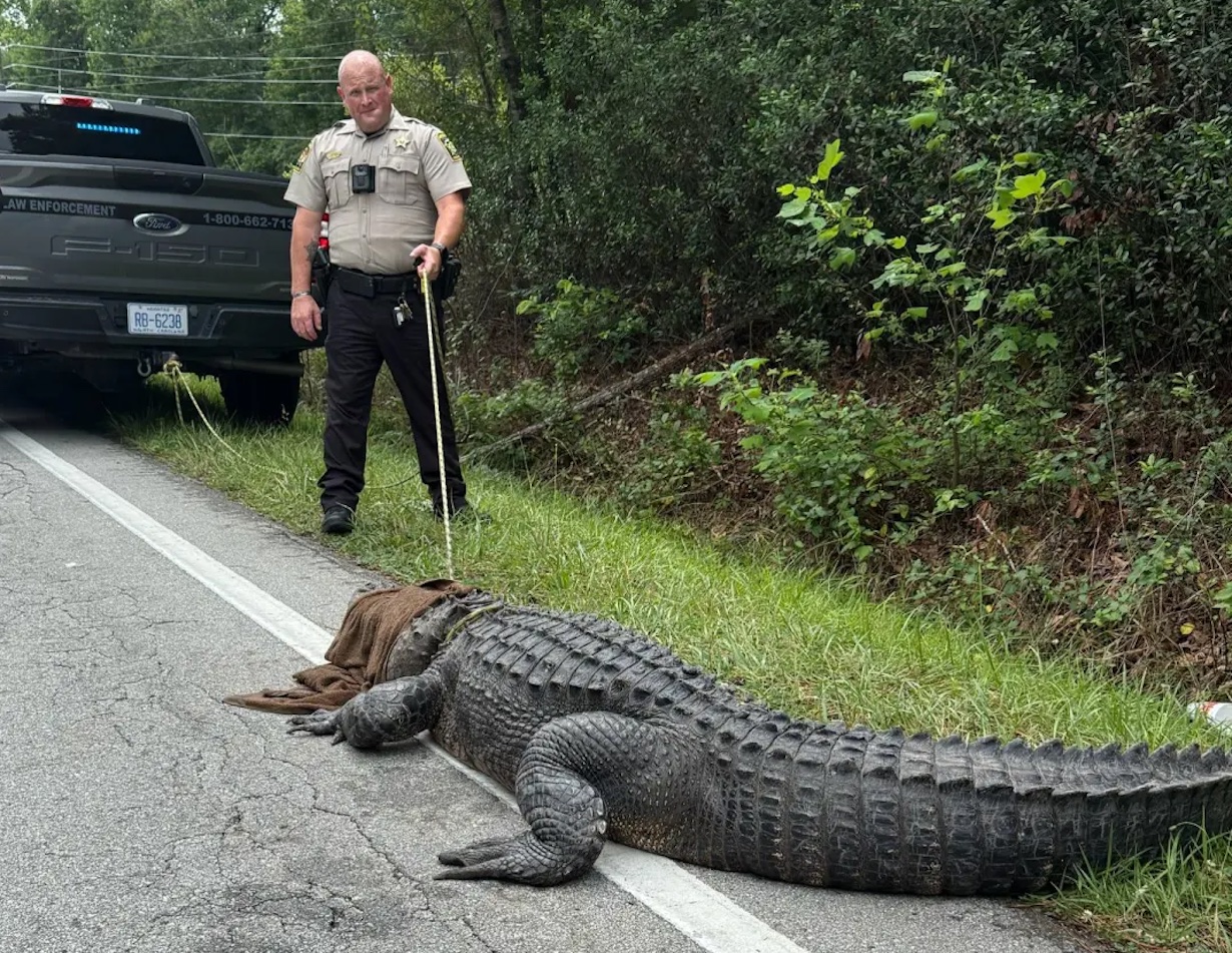 400-Pound Alligator Found Lounging on North Carolina Road (Photo: Onslow County Sheriff's Office)