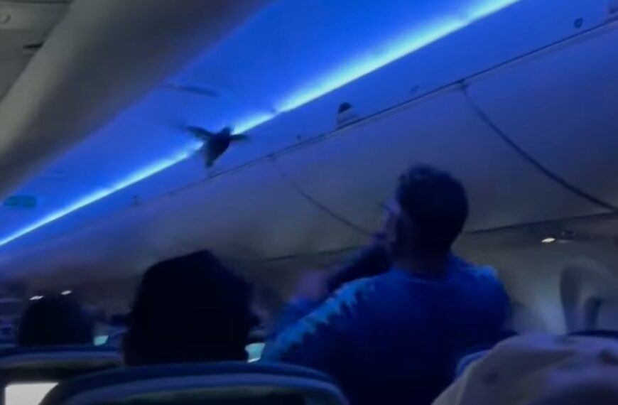 Crazy Moment as Pigeons Storm Delta Flight Cabin Before Takeoff (Photo: CBS Chicago/YouTube)
