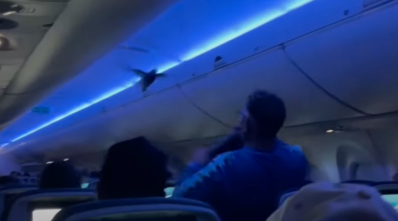 Crazy Moment as Pigeons Storm Delta Flight Cabin Before Takeoff (Photo: CBS Chicago/YouTube)