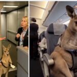 Emotional Support Kangaroo Allowed on Plane After Struggle (Photo: Infiniteunreality/Instagram)