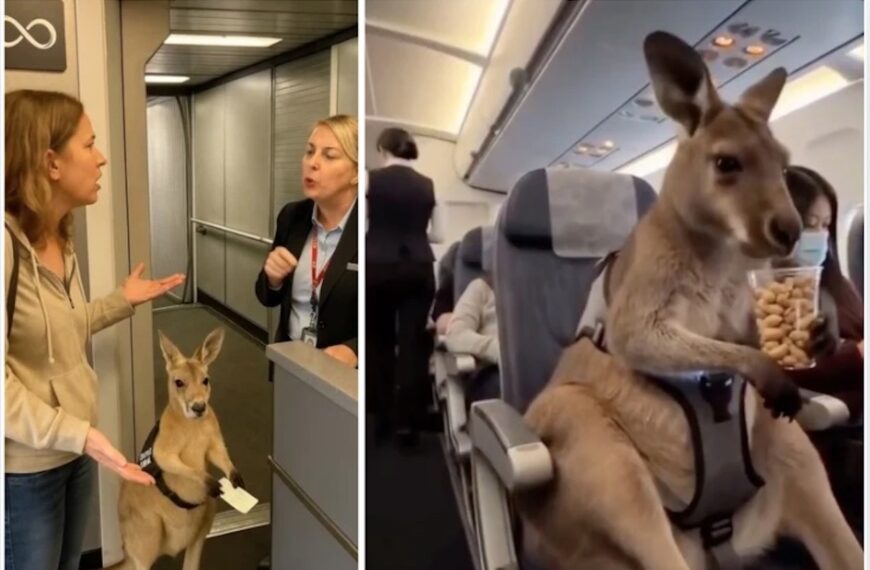 Emotional Support Kangaroo Allowed on Plane After Struggle (Photo: Infiniteunreality/Instagram)