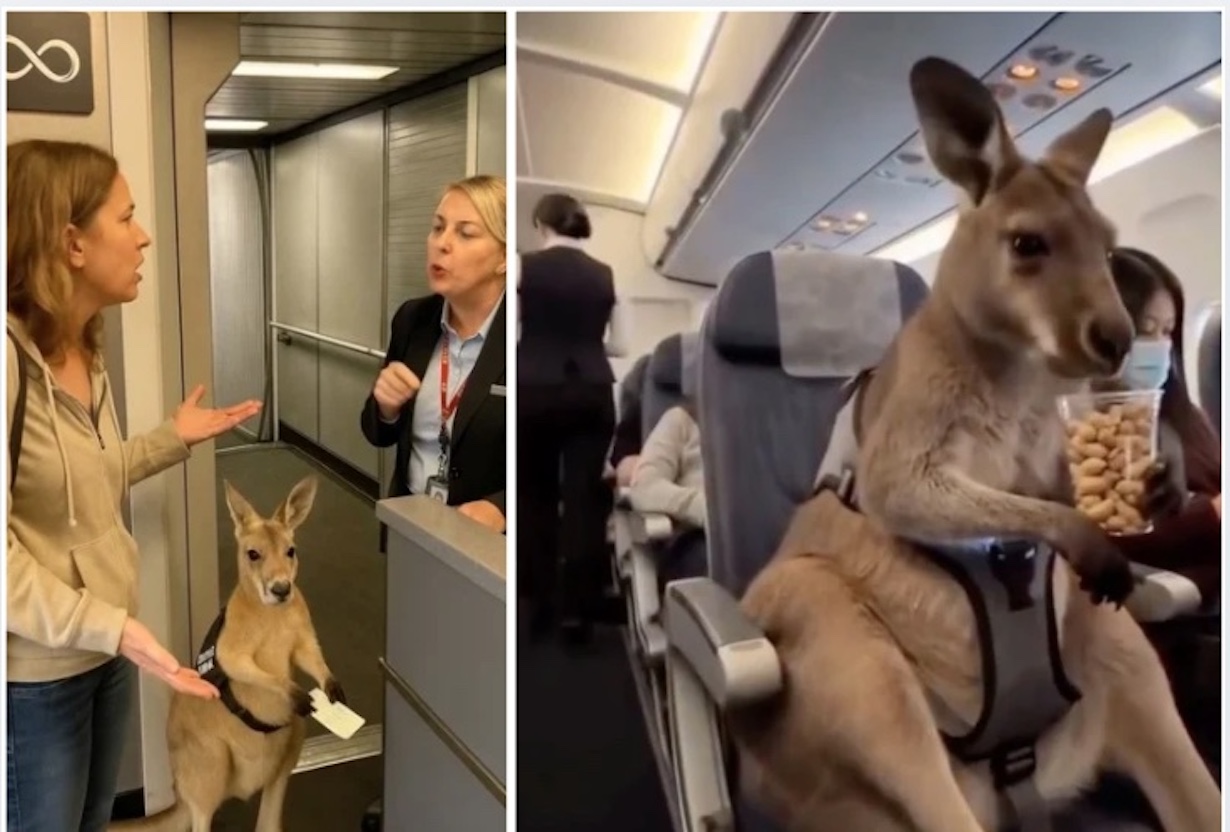Emotional Support Kangaroo Allowed on Plane After Struggle (Photo: Infiniteunreality/Instagram)
