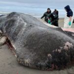 Massive 50-Foot Sea Monster Washes Ashore On Oregon Coast (Photo: KGW News /YouTube)
