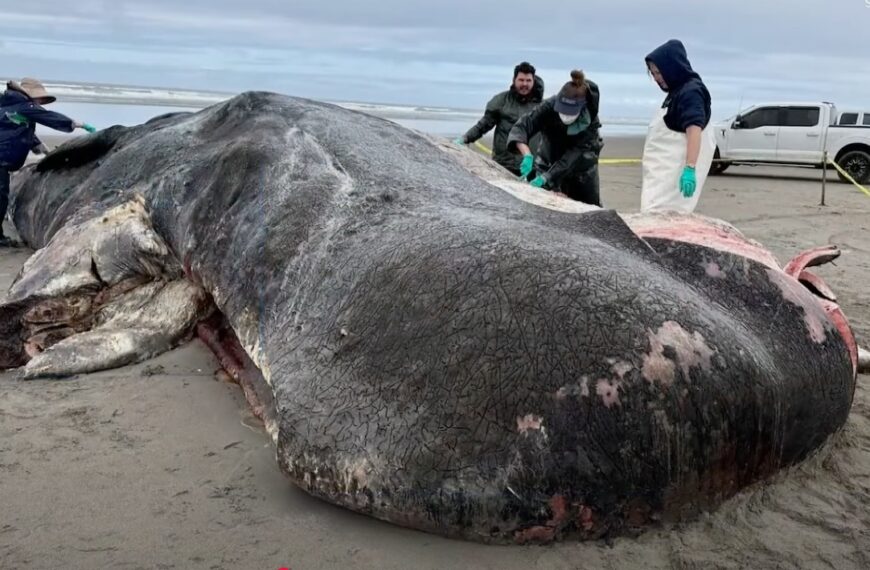 Massive 50-Foot Sea Monster Washes Ashore On Oregon Coast (Photo: KGW News /YouTube)