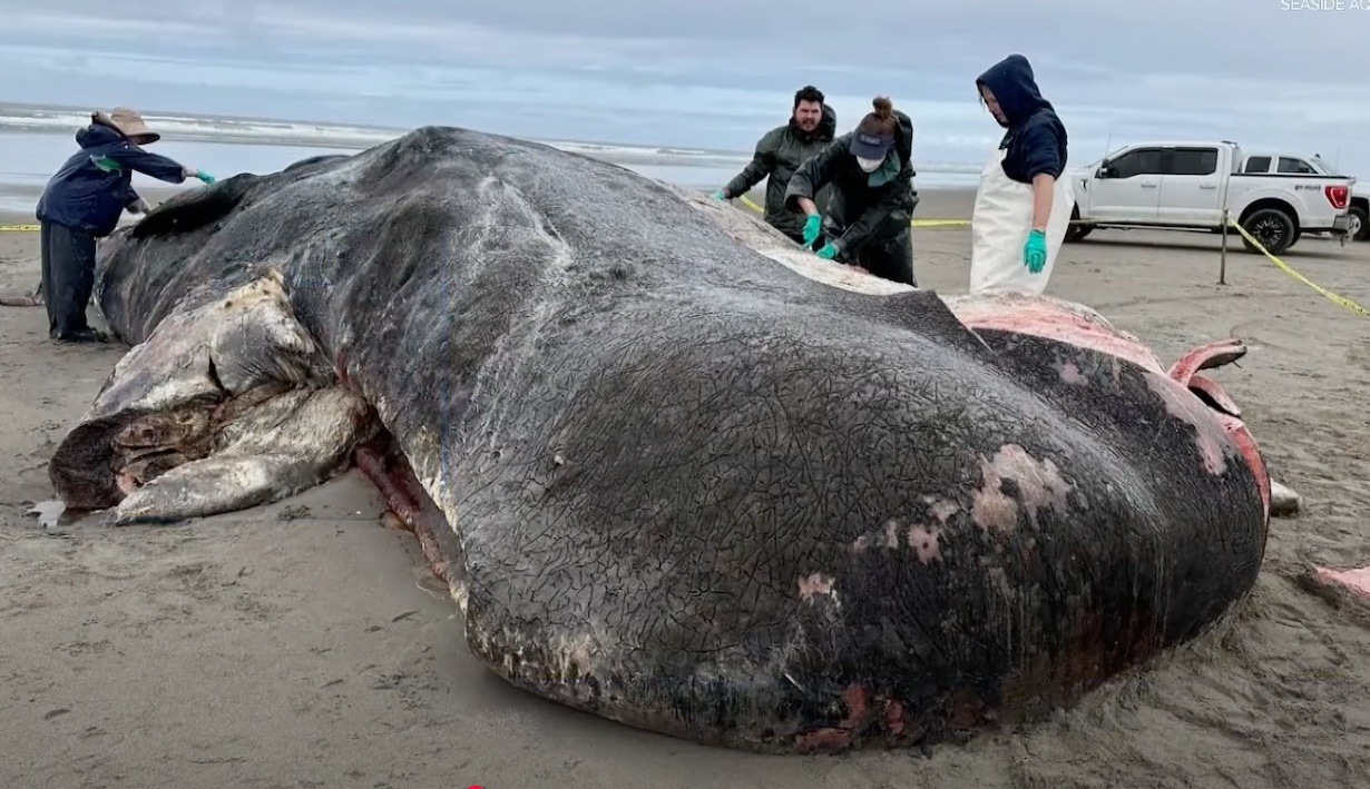 Massive 50-Foot Sea Monster Washes Ashore On Oregon Coast (Photo: KGW News /YouTube)