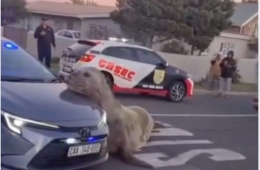 Seal Makes a Surprise Visit to Gordon’s Bay Shore (Photo: Southafrica/Instagram)