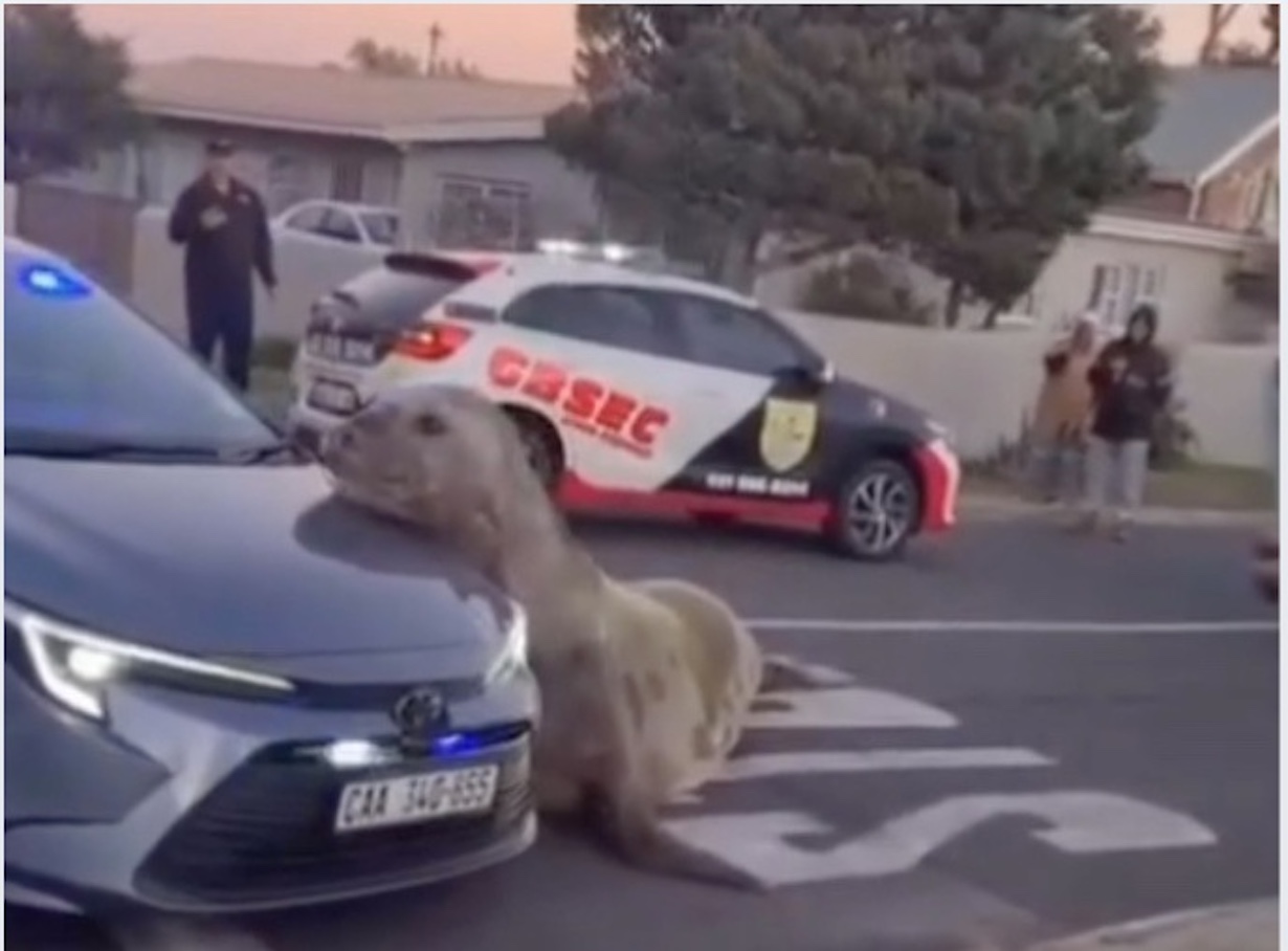 Seal Makes a Surprise Visit to Gordon’s Bay Shore (Photo: Southafrica/Instagram)