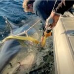Warning Issued as 14-Foot White Shark Heads Toward NC Coast (Photo: English News/YouTube)
