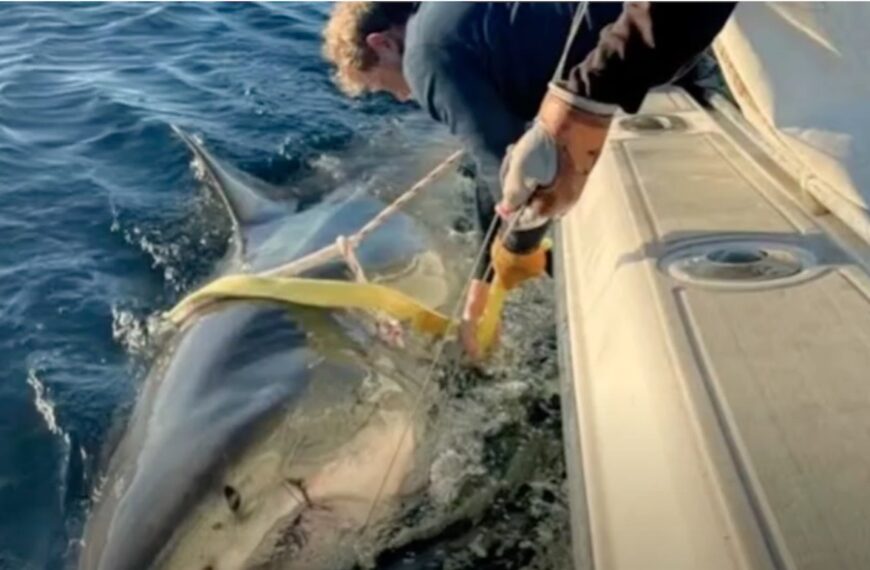 Warning Issued as 14-Foot White Shark Heads Toward NC Coast (Photo: English News/YouTube)