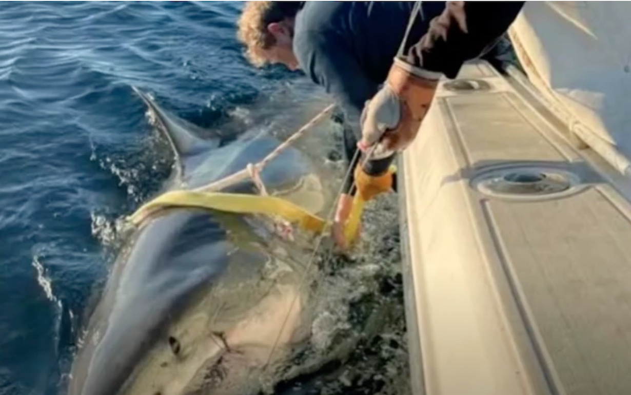 Warning Issued as 14-Foot White Shark Heads Toward NC Coast (Photo: English News/YouTube)