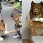 Japanese Man Spends $16,000 to Become a DOG. Yes, It’s True!
