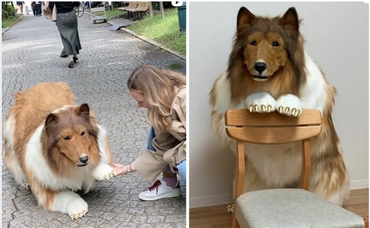 Japanese Man Spends $16,000 to Become a DOG. Yes, It’s True!