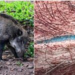 Neon Blue Flesh Found in California’s Wild Pigs. Warning!