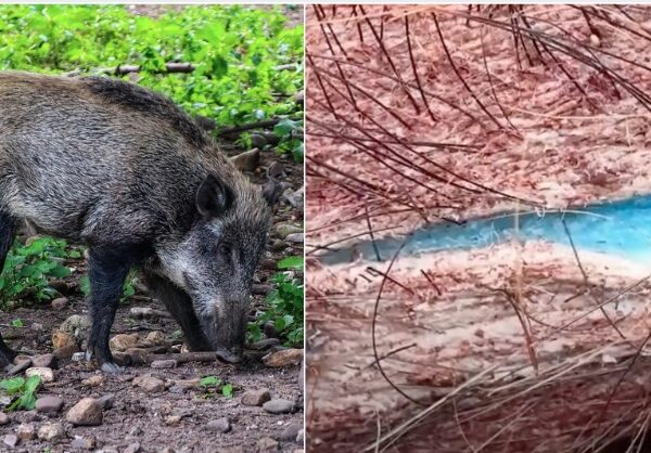 Neon Blue Flesh Found in California’s Wild Pigs. Warning!