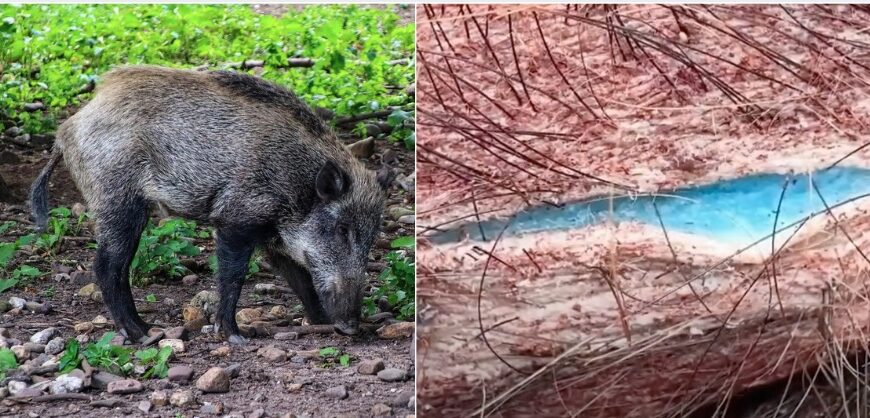 Neon Blue Flesh Found in California’s Wild Pigs. Warning!