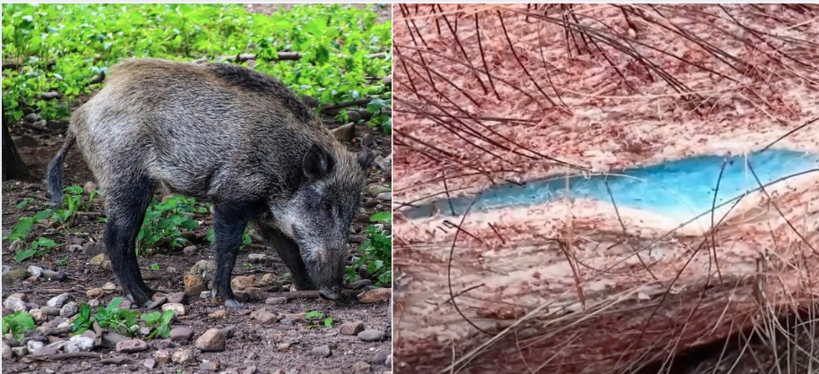Neon Blue Flesh Found in California’s Wild Pigs. Warning!