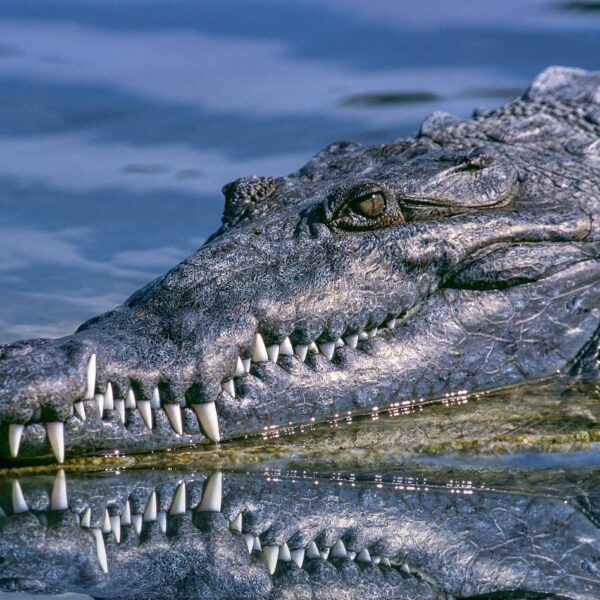 Crocodile Kills Father of Four in Indonesia as Children Watch