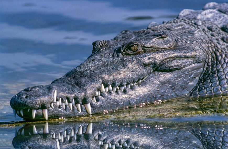 Crocodile Kills Father of Four in Indonesia as Children Watch