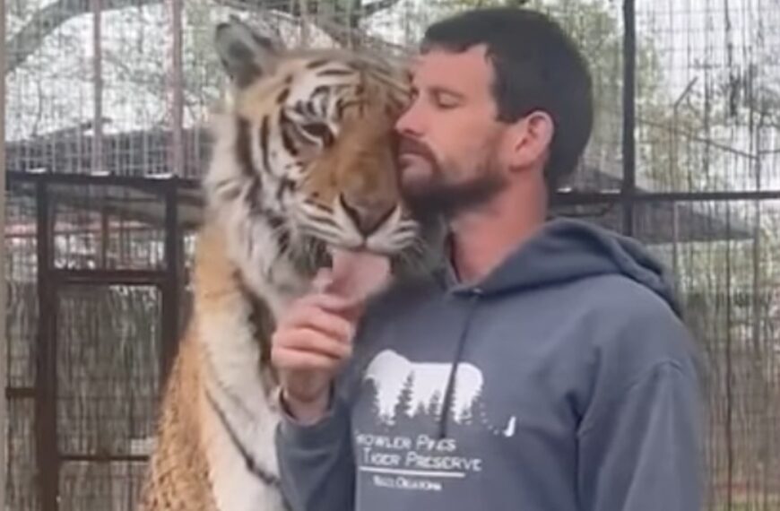 Tiger Handler with Joe Exotic Ties Fatally Mauled in Oklahoma